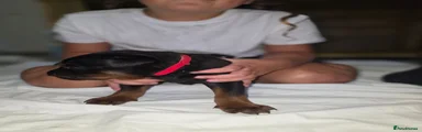 Chinese Red Dog 1