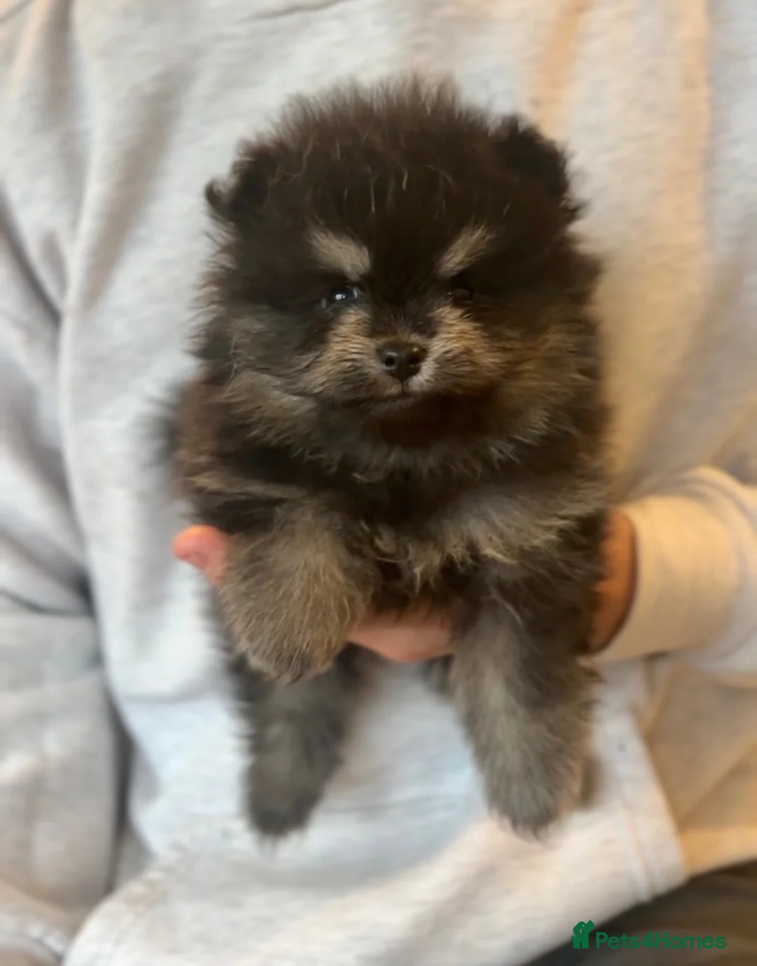Pomeranian dogs for sale: LAST FEMALE Pomeranian Puppies  - Advert 1