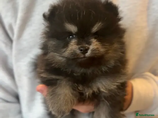 Pomeranian dogs LAST FEMALE Pomeranian Puppies - Advert 19