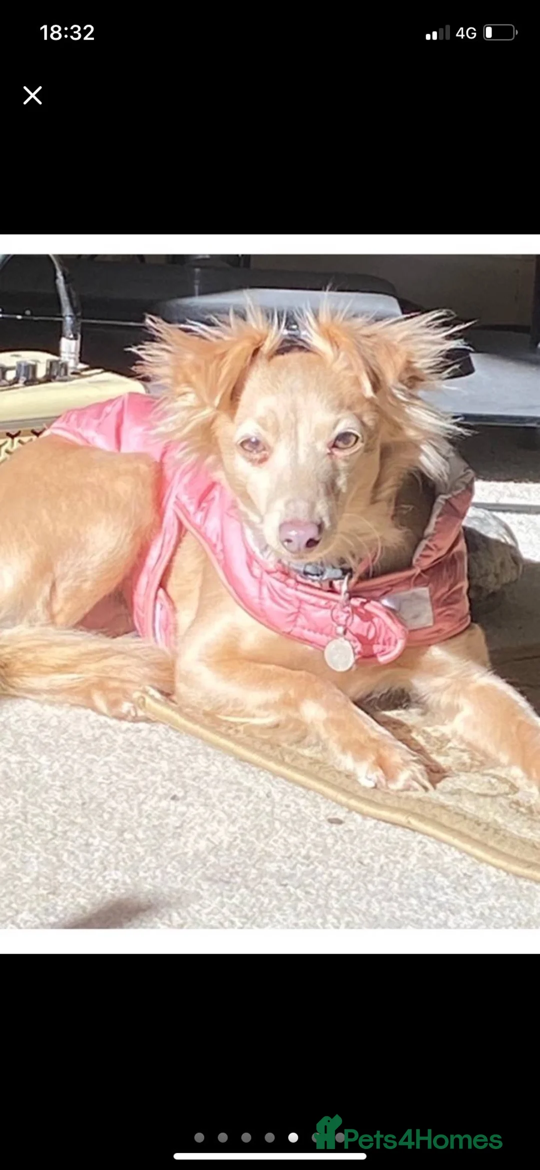 Italian Greyhound dogs for sale: Roxy  in Weymouth - Advert 1
