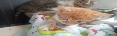 Tabby ginger boy