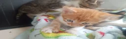 Mixed Breed cats for sale: Litter of 5 kittens  - Advert 14