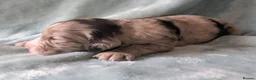 Cockapoo dogs for stud: 🐾 Cockapoo Stud Available – Healthy & Friendly🐾 - Advert 13