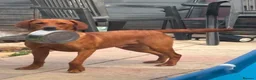Labrador Retriever dogs for sale: 11 month old fox red Labrador  - Advert 3