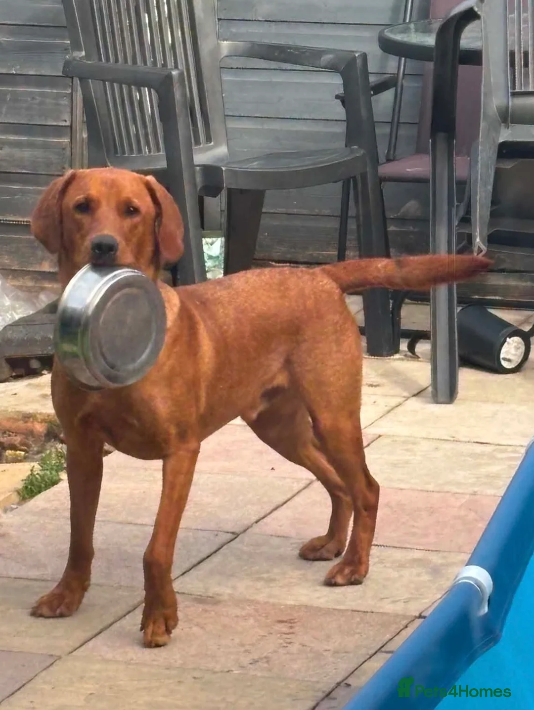 Labrador Retriever dogs for sale: 11 month old fox red Labrador  - Advert 3