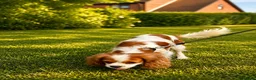 Cavalier King Charles Spaniel dogs for sale: Beautiful KC reg 1 year old girl - Advert 3