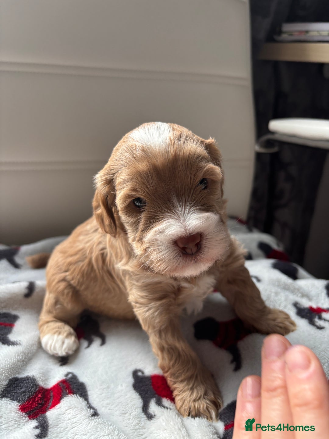 Cockapoo dogs for sale: Adorable F2 Cockapoo Puppies - First Litter  - Advert 20