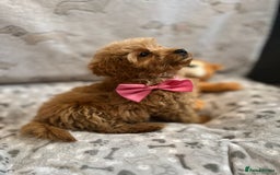 Miniature Poodle dogs for sale: 🐶 Miniature Poodle Puppies! 🐾 - Image 16