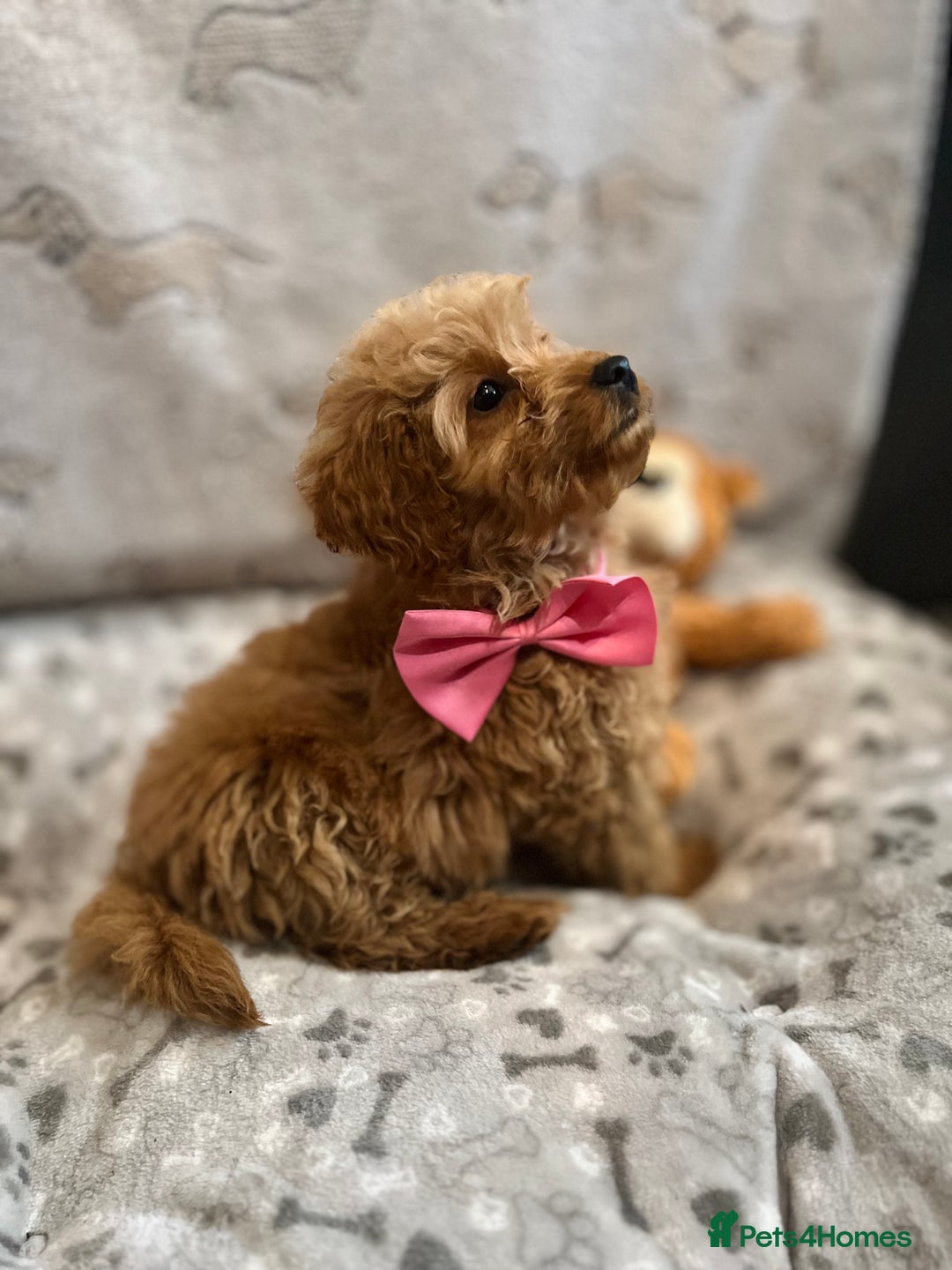 Miniature Poodle dogs for sale: 🐶 Miniature Poodle Puppies! 🐾 - Image 16
