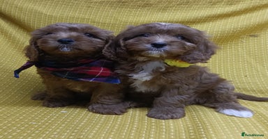 Cavapoo dogs - Advert 3