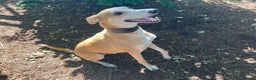 Lurcher dogs for adoption: BAILEY, male lurcher in rescue in Halifax - Advert 3