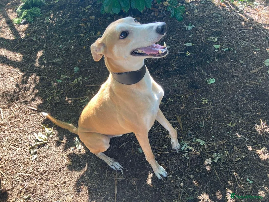 Lurcher dogs for adoption: BAILEY, male lurcher in rescue in Halifax - Advert 3