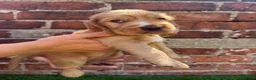 Cocker Spaniel dogs for sale: 🌟🌟🌟Beautiful English Gold Show Cocker Spaniel  - Advert 31