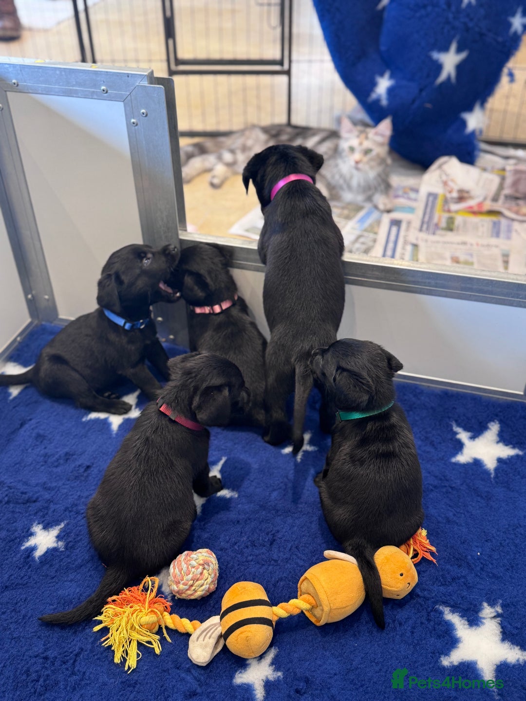 Labrador Retriever dogs for sale: Gorgeous KC Registered Labrador Retriever Puppies - Image 18