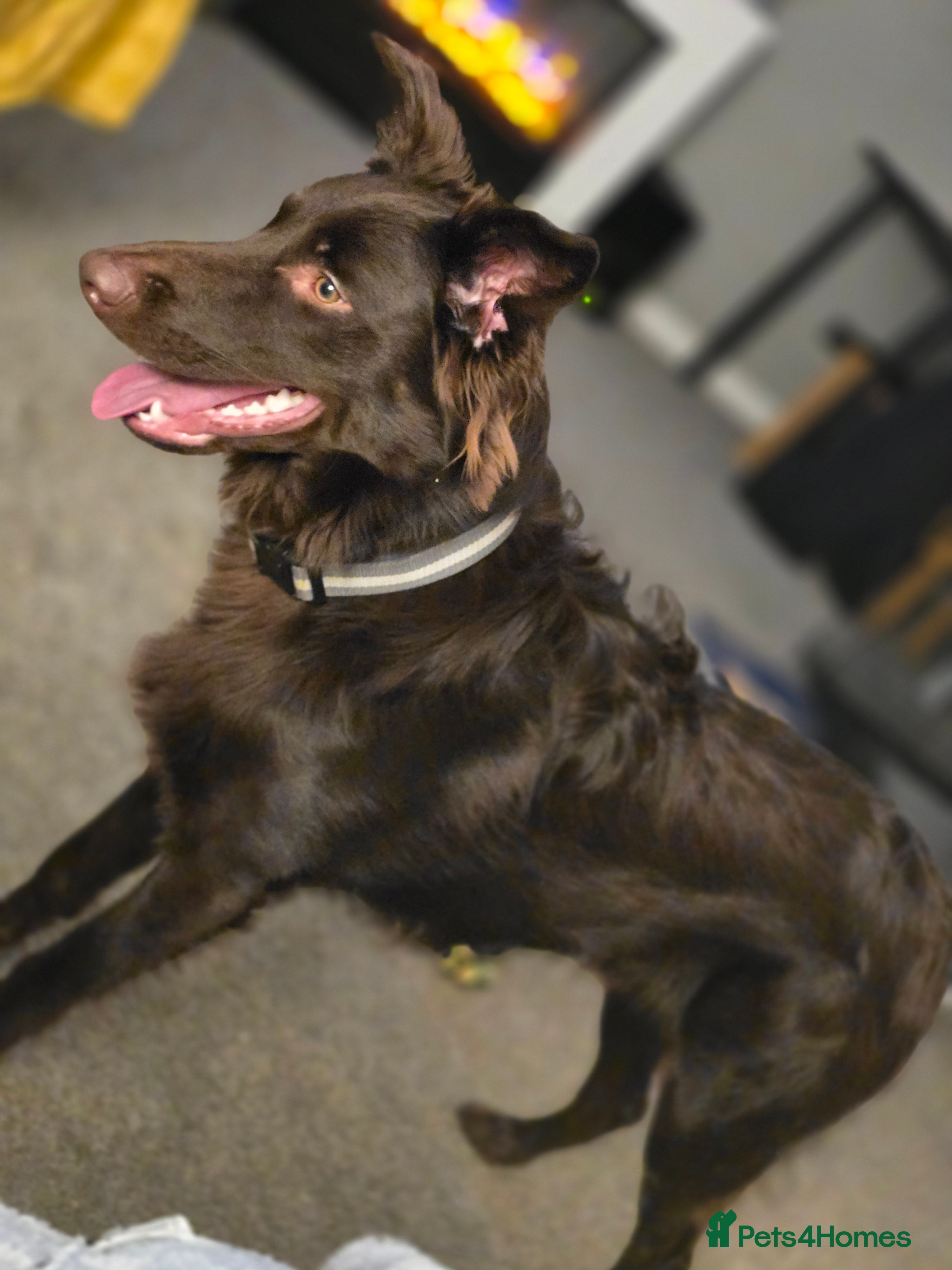 Australian Kelpie dogs 10 month Old Australian Kelpie (Deep Red/Brown) - Advert 3