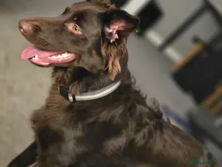 Australian Kelpie dogs 10 month Old Australian Kelpie (Deep Red/Brown) - Advert 3