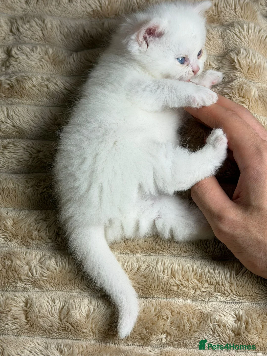 British Shorthair cats for sale: British cats - Advert 6