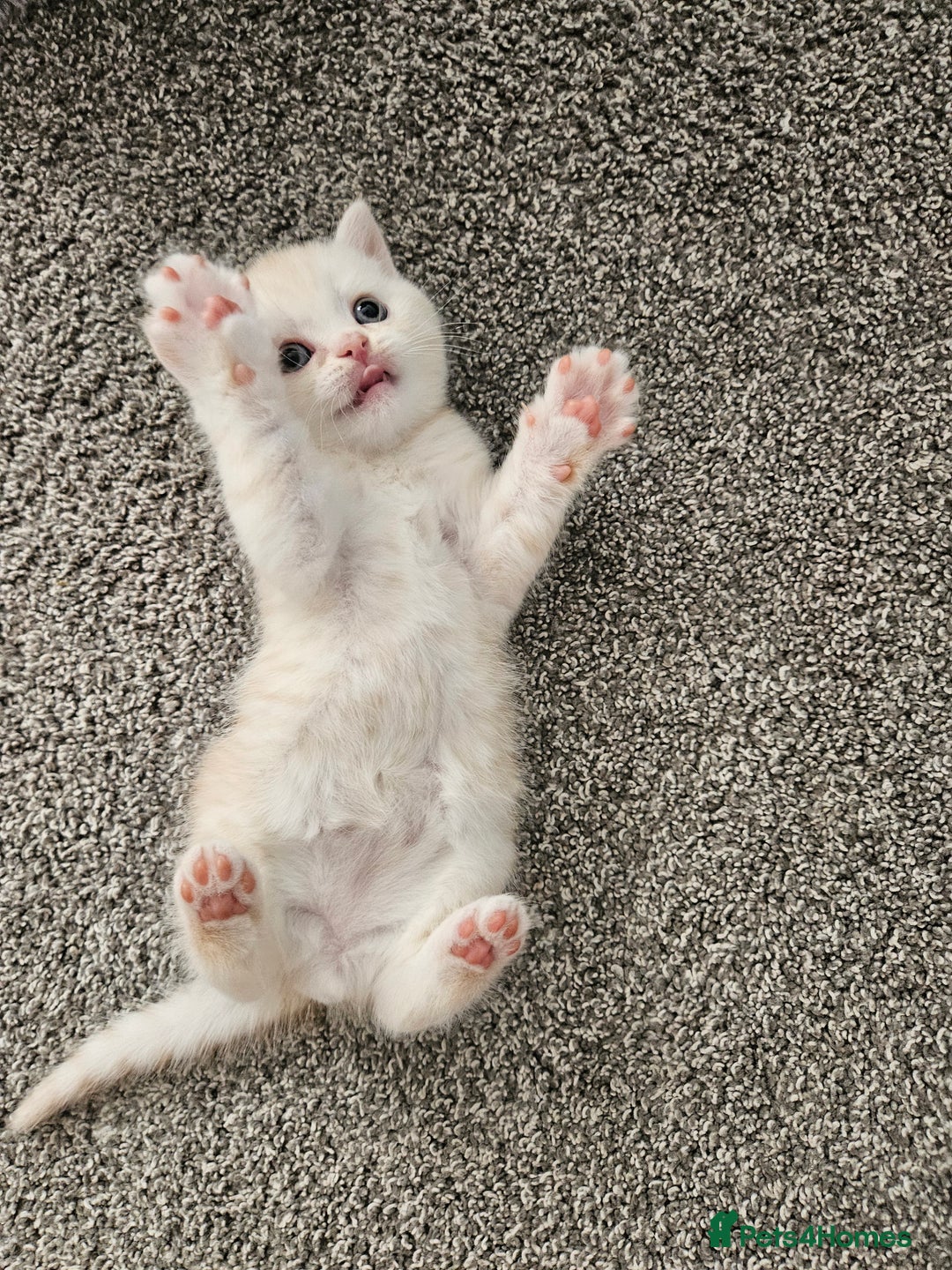 Scottish Fold cats for sale: Adorable Scottish fold Straight Ears Kittens  - Image 15