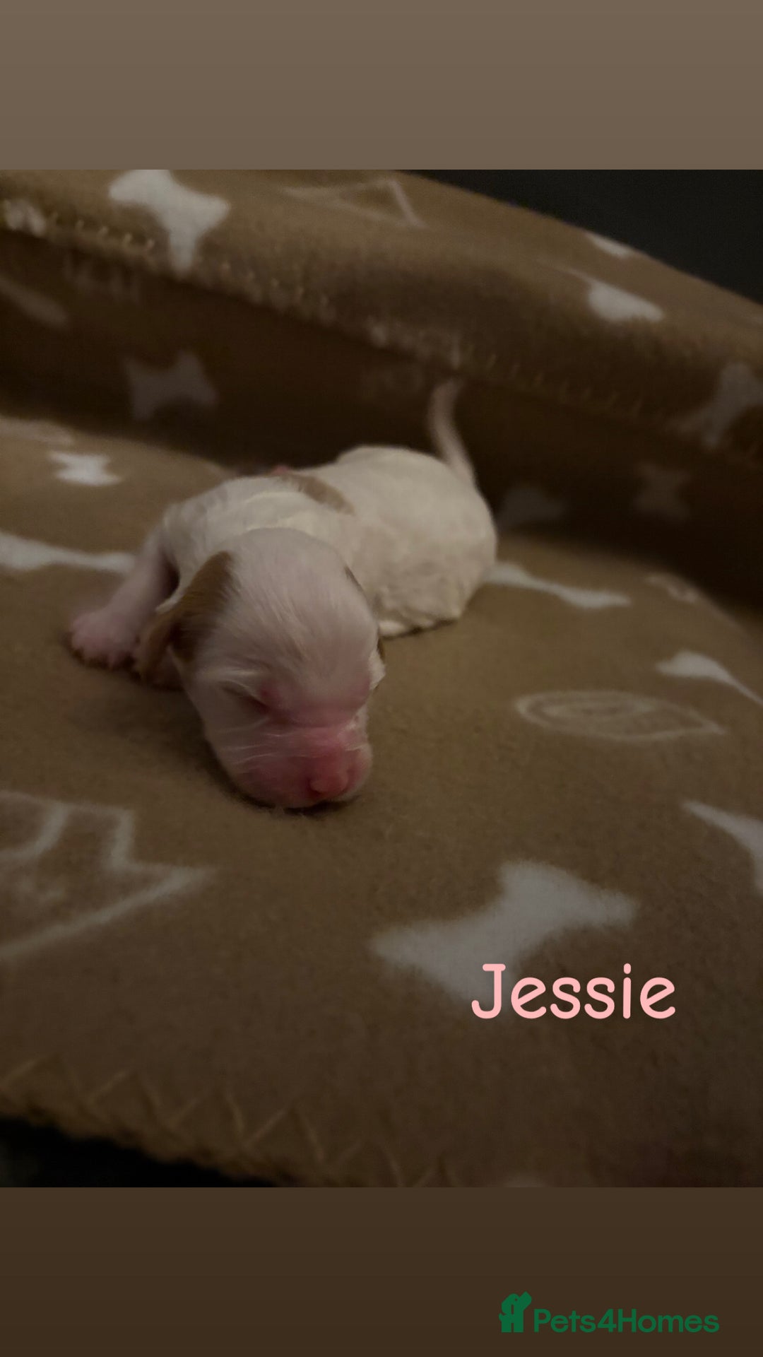 Cockapoo dogs for sale: 🐶🐾Cockapoo puppies 🐶🐾 - Advert 8