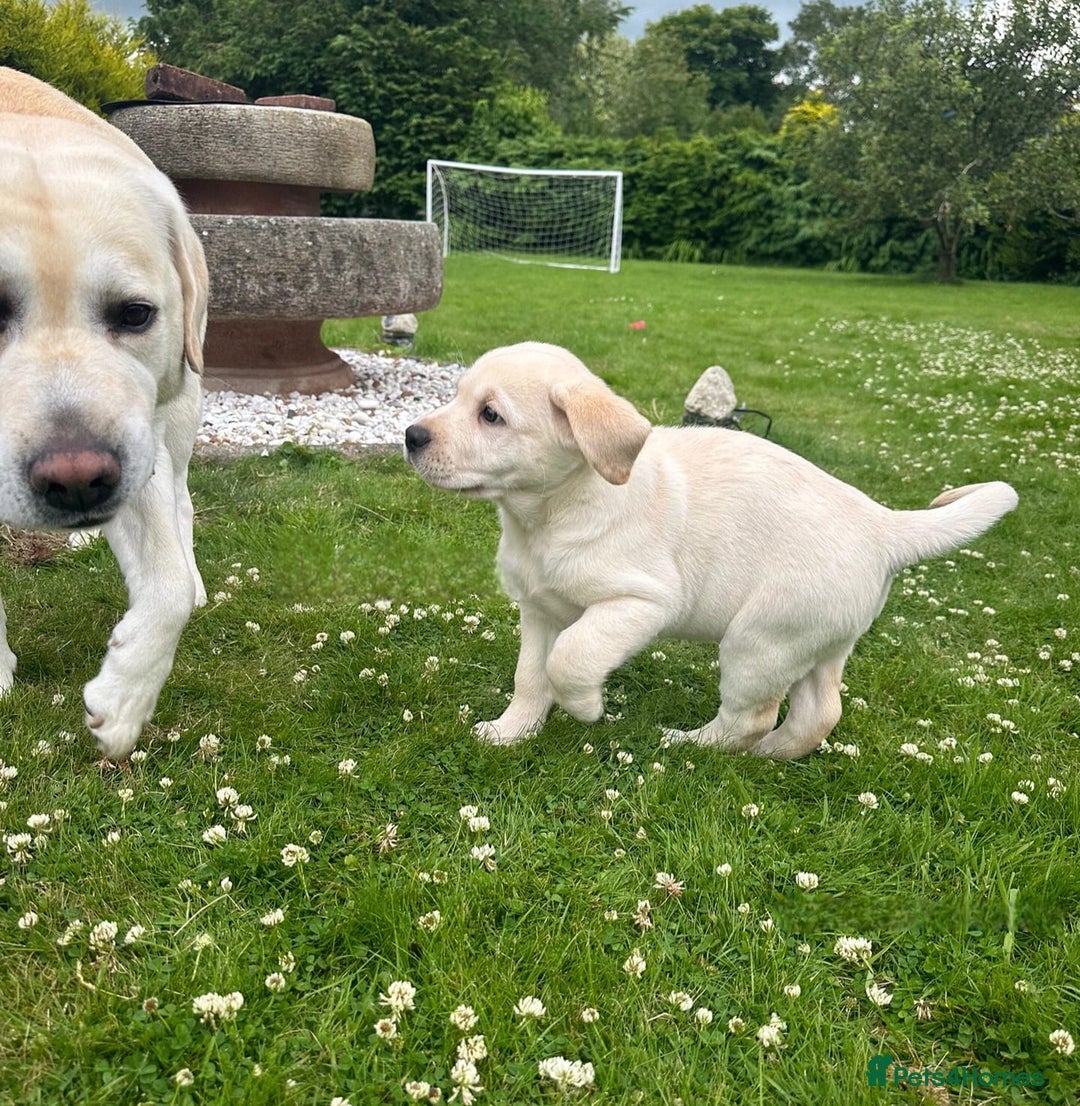 Labrador Retriever dogs for sale: Labrador puppies  - Advert 1