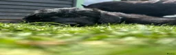 Labradoodle dogs for sale: Wonderful labradoodle puppies - Advert 10