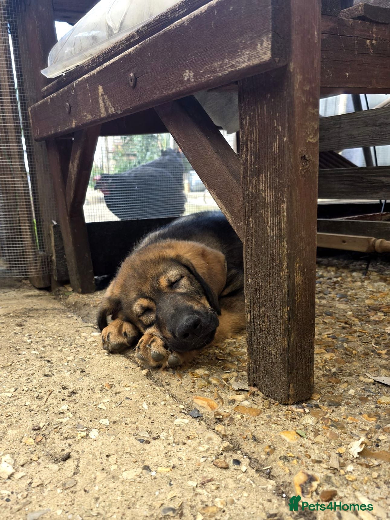 Mixed Breed dogs Stunning German Shepherd,Australian Kelpie Puppies - Advert 2