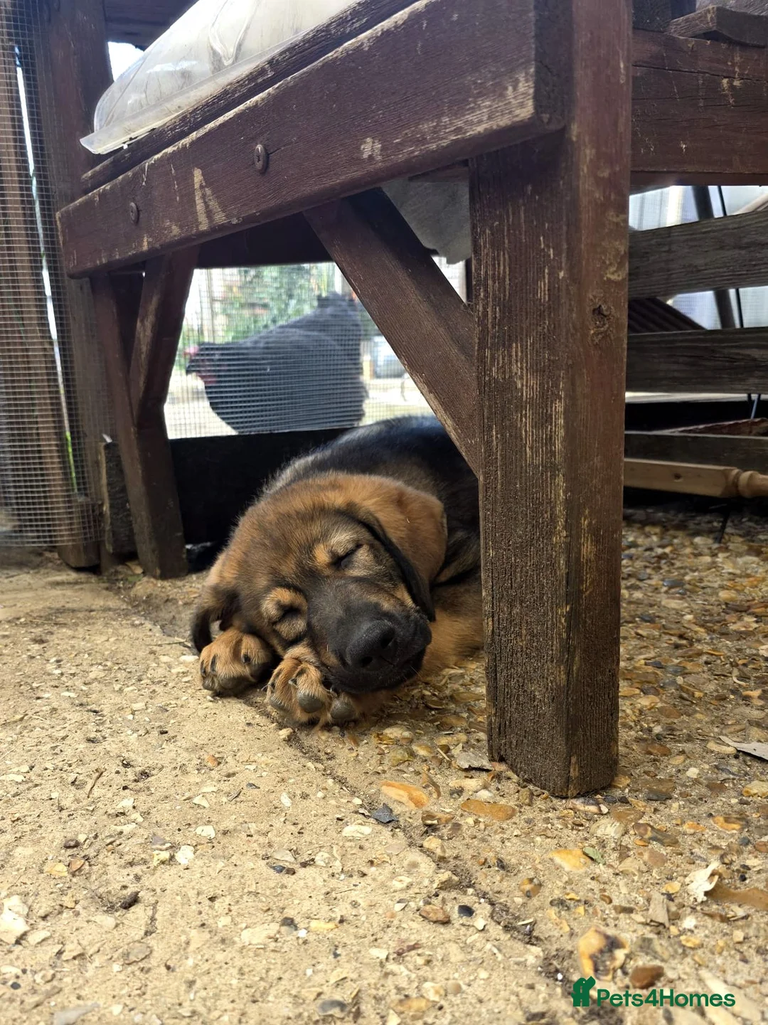 Mixed Breed dogs for sale: Stunning German Shepherd,Australian Kelpie Puppies - Advert 2