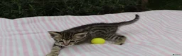 Savannah cats for sale: Highly Spotted F7 Savannah kittens - Advert 8