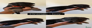 German Shepherd 1