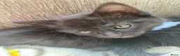 Mixed Breed cats for sale: Female litter of kittens  - Advert 14