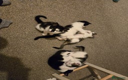 Mixed Breed cats for sale: Fluffy kittens  - Image 1