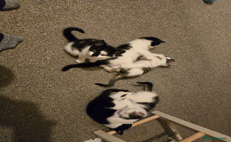 Mixed Breed cats - Advert 3