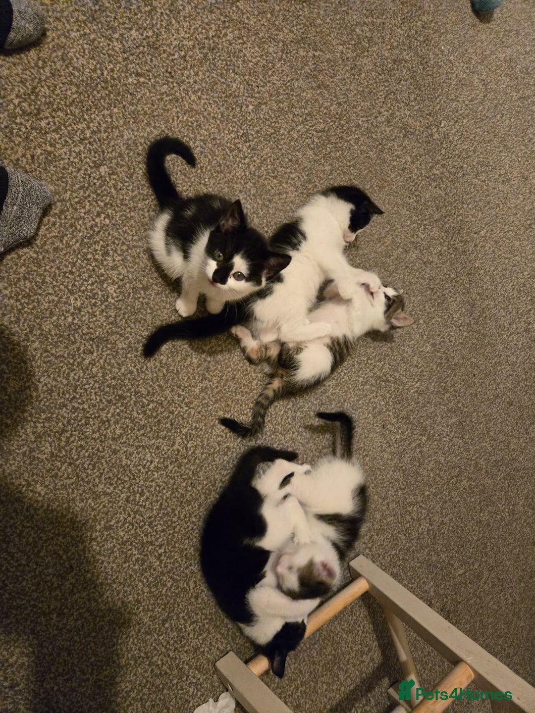 Mixed Breed cats for sale: Fluffy kittens  - Image 1