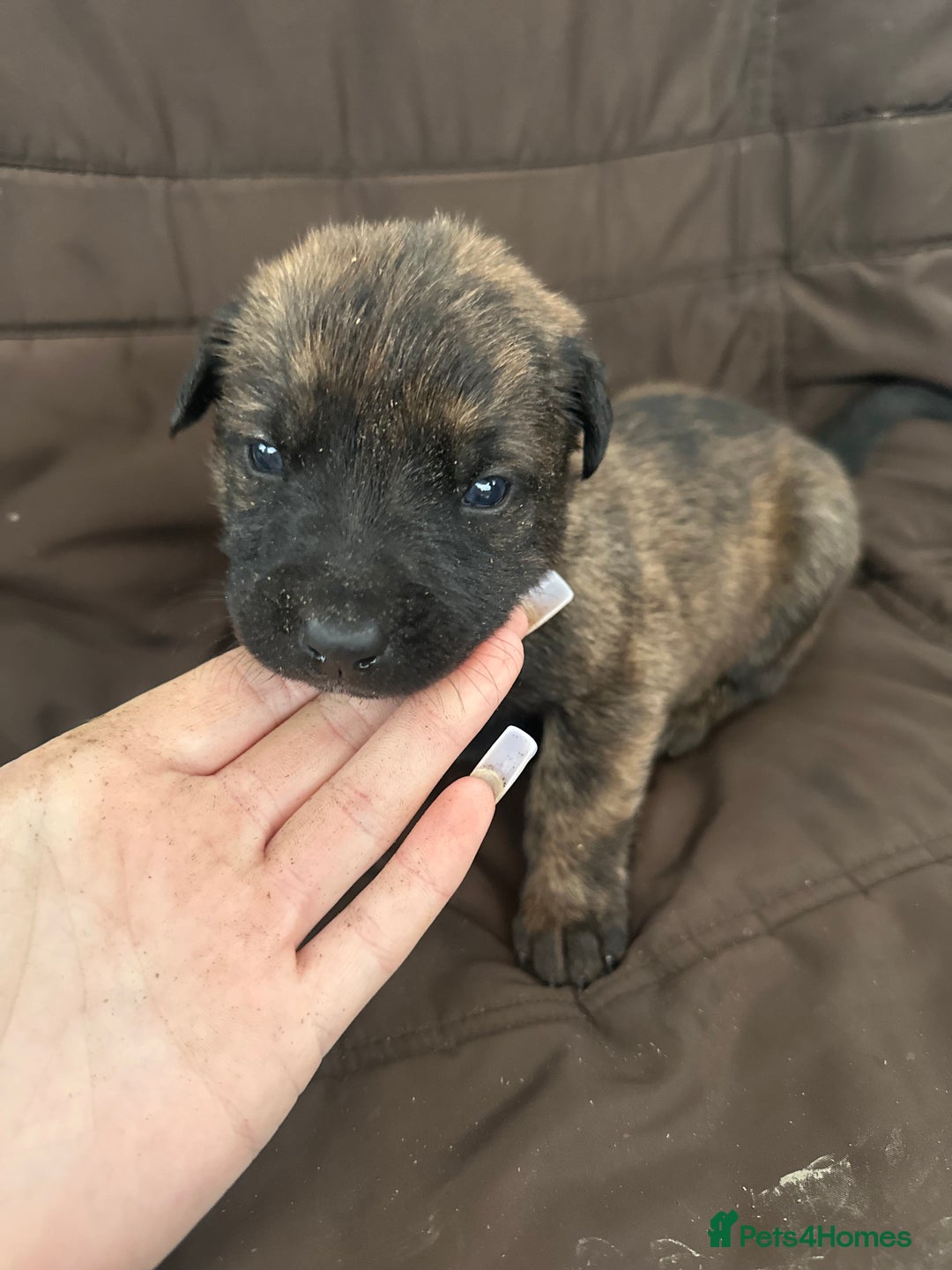 Mixed Breed dogs for sale: Dutch Herder Puppies  - Advert 3