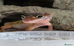 Leopard Gecko reptiles for sale: 2 Baby Leopard Geckos! - Image 2