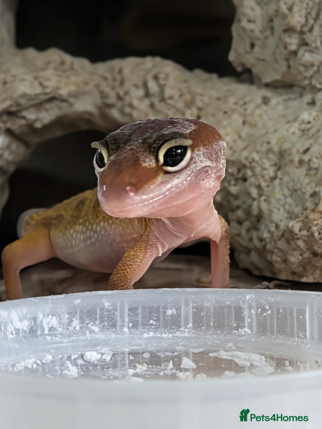 Leopard Gecko reptiles for sale: 2 Baby Leopard Geckos! - Image 2