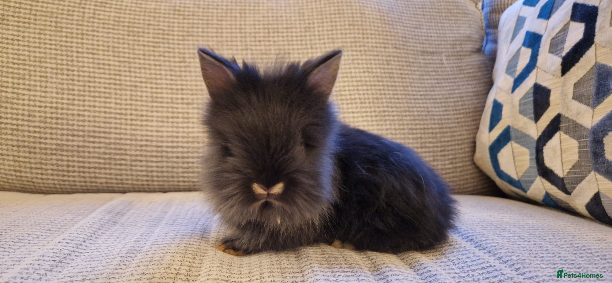 Lionhead rabbits Purebred Lionheads for sale - Advert 14
