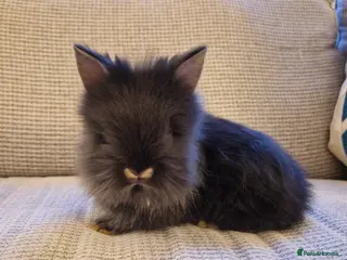 Lionhead rabbits Purebred Lionheads for sale - Advert 14