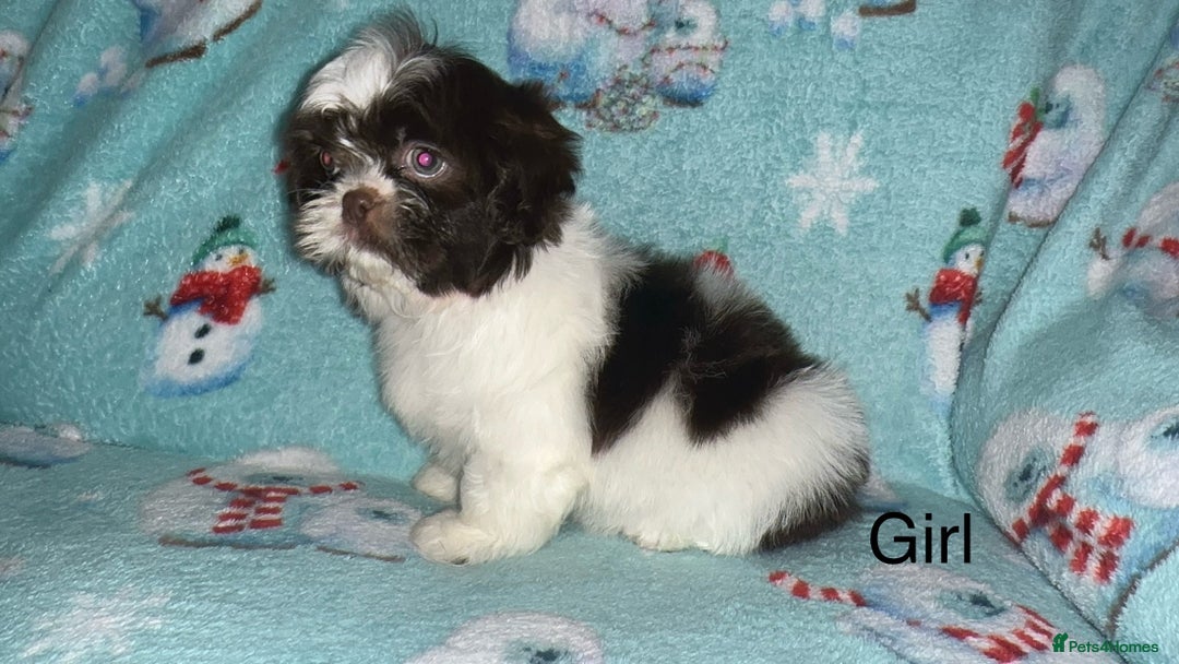 Shih Tzu dogs for sale: Shih tzu puppys  - Image 7