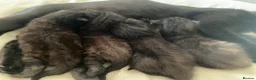 Mixed Breed cats for sale: 3 newborn kittens for rehoming  - Advert 6