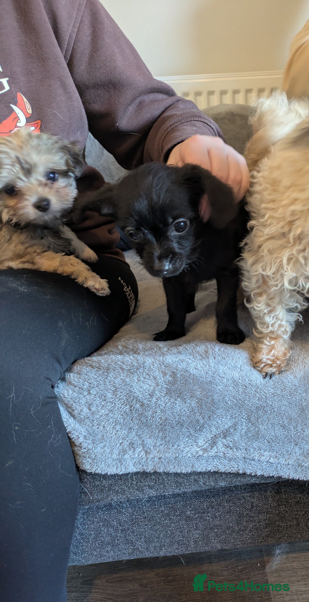 Chipoo dogs for sale: Non shed, health tested  chipoo girl - Advert 18