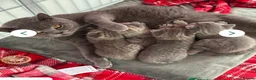 British Shorthair cats for sale: Grey Stripe Purebread British Shorthair in Derby - Advert 2