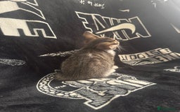 Mixed Breed cats for sale: Tabby/calico  - Image 6
