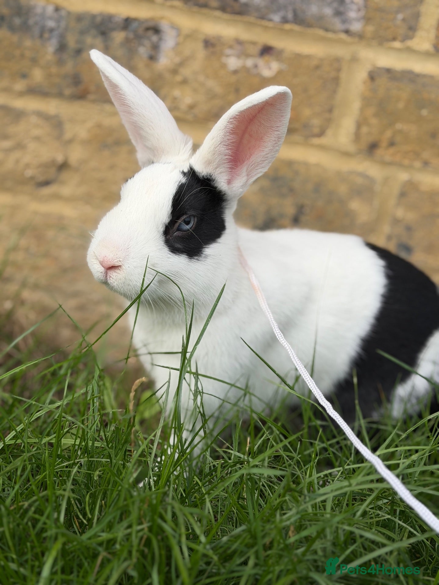 Mixed Breed rabbits Bunny  - Advert 4
