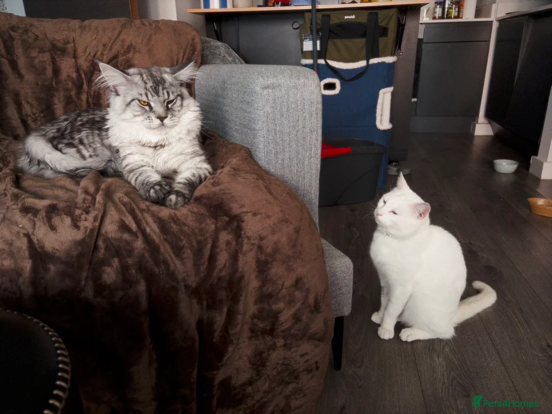 Maine Coon cats for stud: Dexter - XXL Maine Coon Male (Age: 1 Yr) - Advert 2