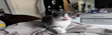Mixed Breed Kitten 3 (Girl)
