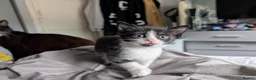 Mixed Breed cats for sale: Mix breed kittens needing new home soon - Advert 3