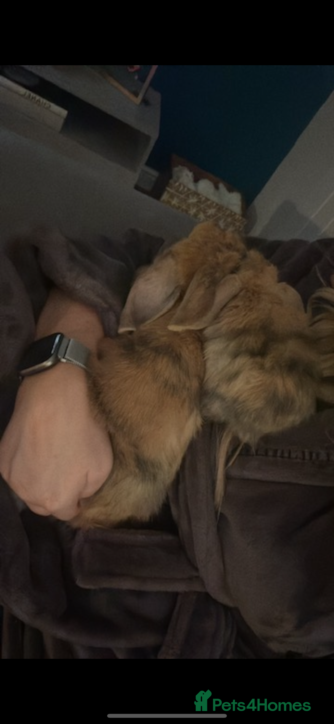 Mini Lop rabbits for sale: Mother & son stunning Mini Lops 3.5yr & 1 year old - Image 7