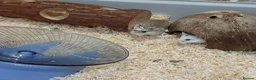 Hamster rodents for sale: A cute male hamster in Milton Keynes - Advert 3