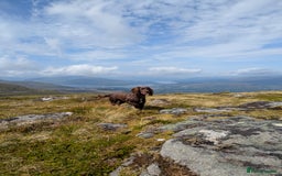 Cockapoo dogs for sale: STUNNING F1 COCKAPOO PUPPIES - Image 1